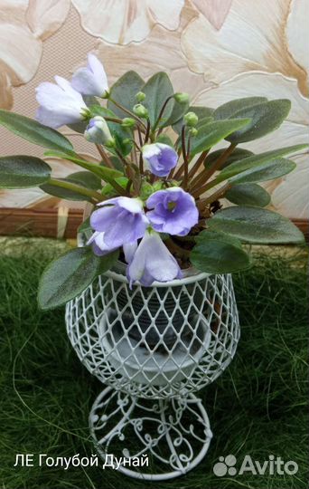 Детки сортовых фиалок