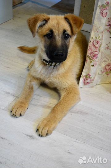 Щенок мальчик Оскар 4 мес