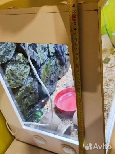 Террариум и маисовые полозы