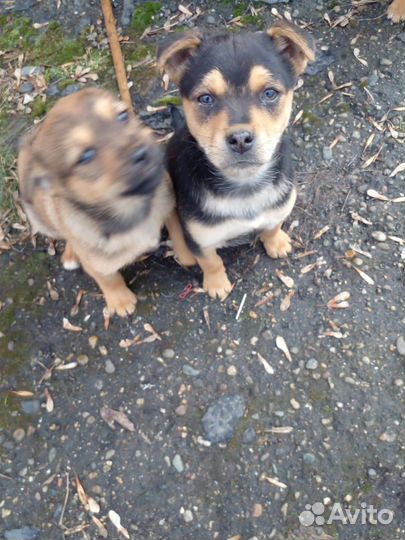 Щенки