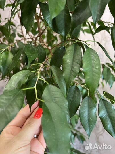 Фикус бенджамина большой