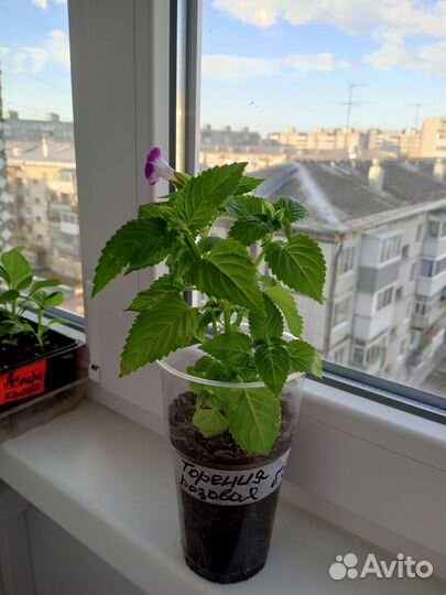 Рассада помидор