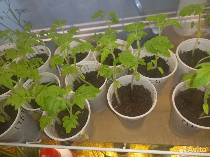 Рассада томатов черри для балкона и подоконника