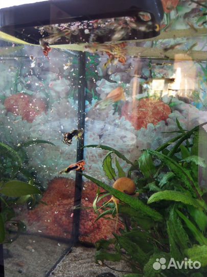 Гуппи рыбки