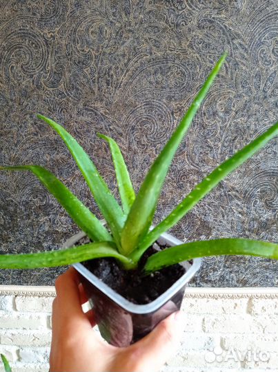 Цветок алоэ