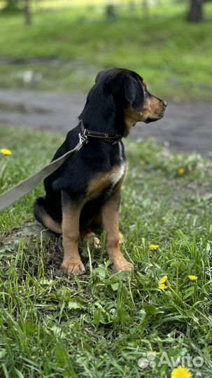 Щенок метис с доберманом