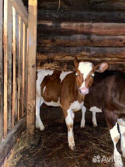 Телка и два телёнка