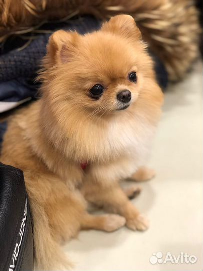 Фотосессия с micro шпицом