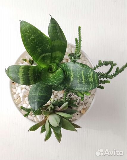 Наборы суккулентов, суккулентный садик, флорариум