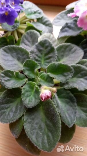 Фиалки в ассортименте