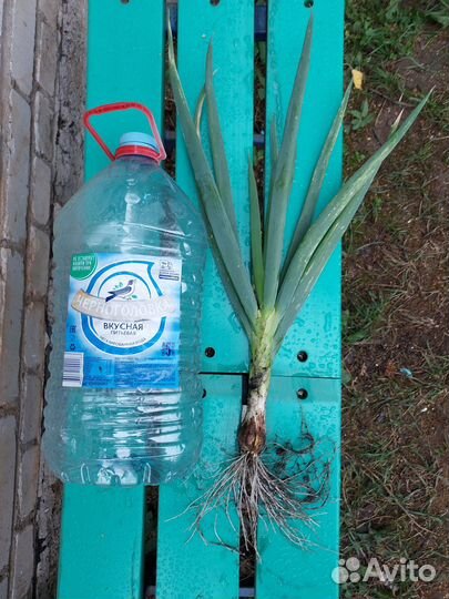 Лук многоярусный