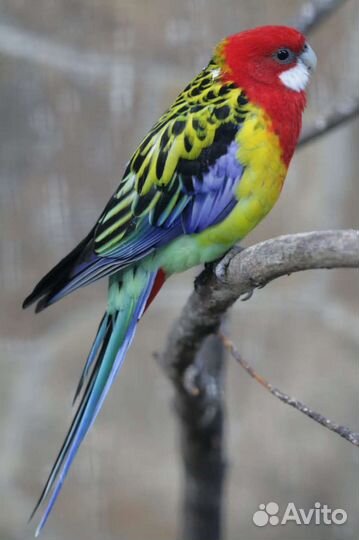 Пёстрые розеллы птенцы