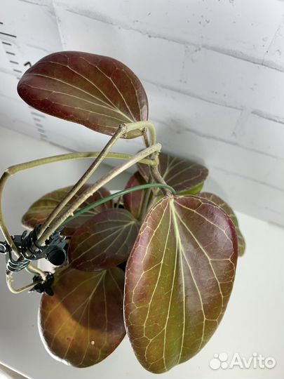 Хойи взрослые