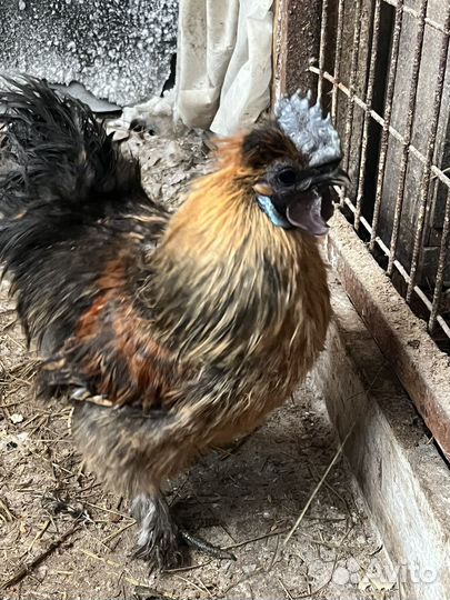 Домашняя птица