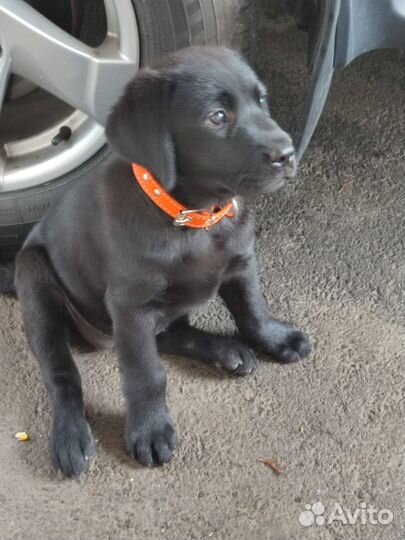 Щенки лабрадора черные