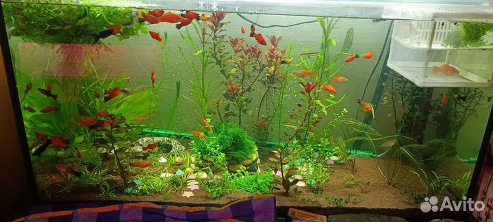 Для аквариума