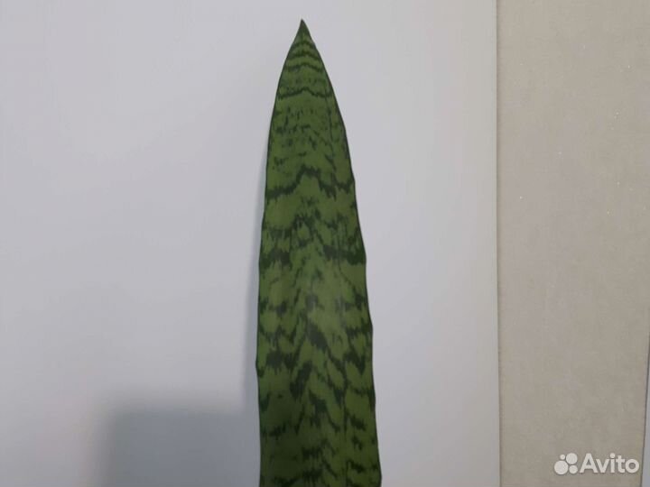 Сансевиерия сортовая trifasciata