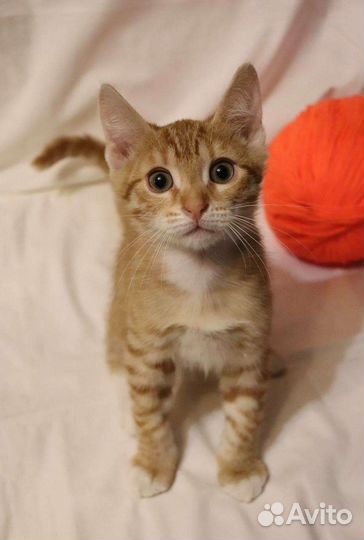 Рыжики в дар бесплатно