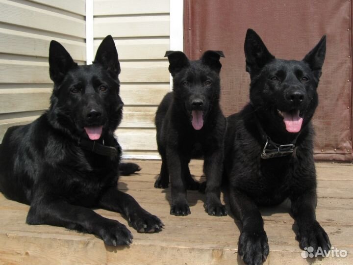 Крупные щенки вео овчарок -чепрачные и черные