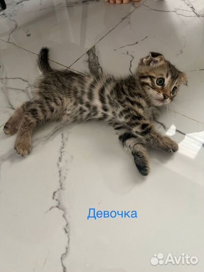 Котëнок