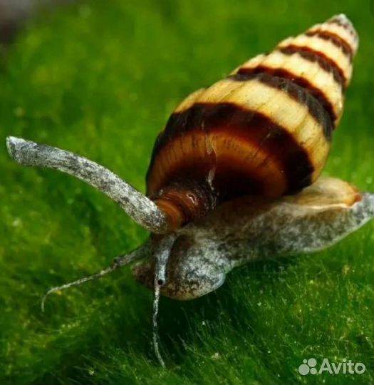 Улитки аквариумные Хелены