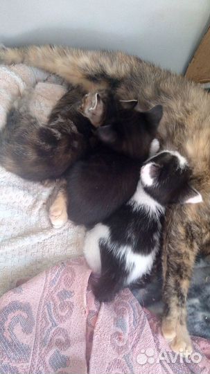 Котята в добрые руки бесплатно