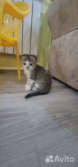 Шотландские котята