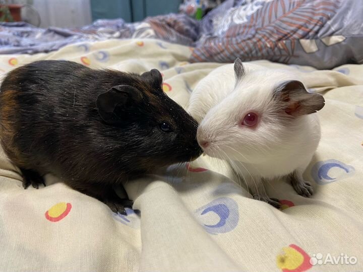Морские свинки девочки и мальчики