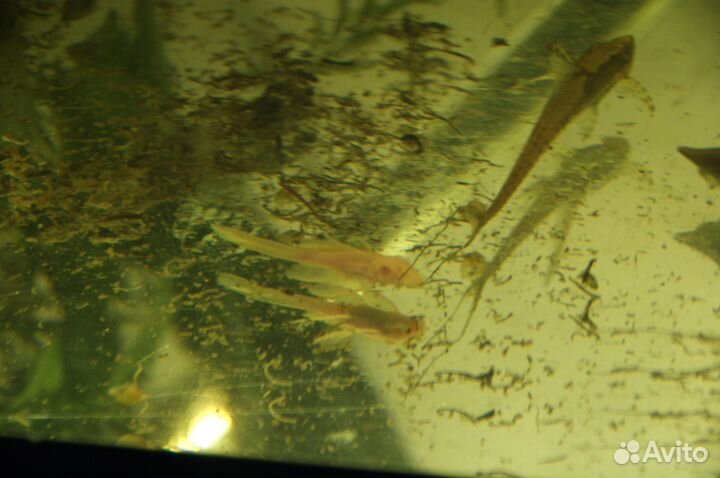 Сомики анциструсы вуалевые