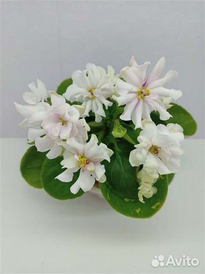 Фиалка, детки.(список 2)