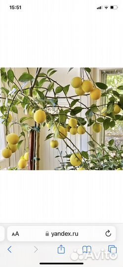 Лимон мейера