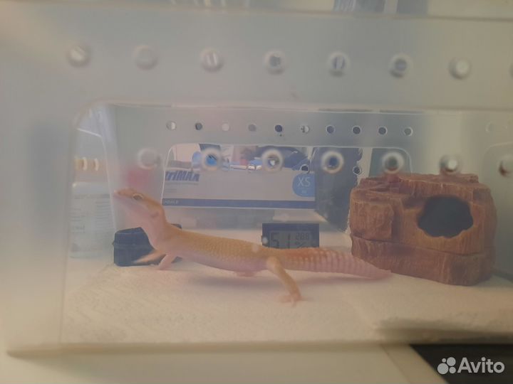 Передержка эублефаров (присмотр)