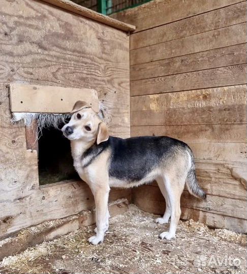 Миниатюрная собачка Лада из приюта ищет маму