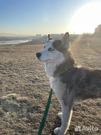 Собака Маламут
