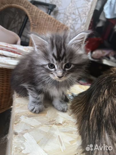 Девочка мейн-кун