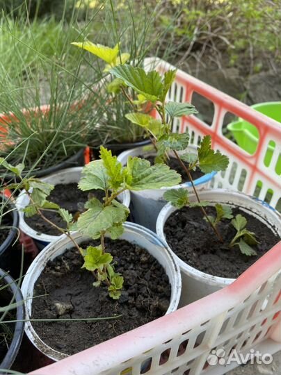 Пузыреплодник