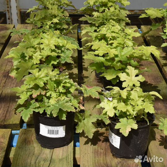 Декоративные растения для сада в горшках с зкс