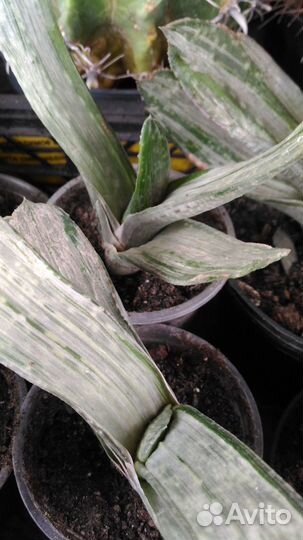 Гастерия вариегатная; Хавортии