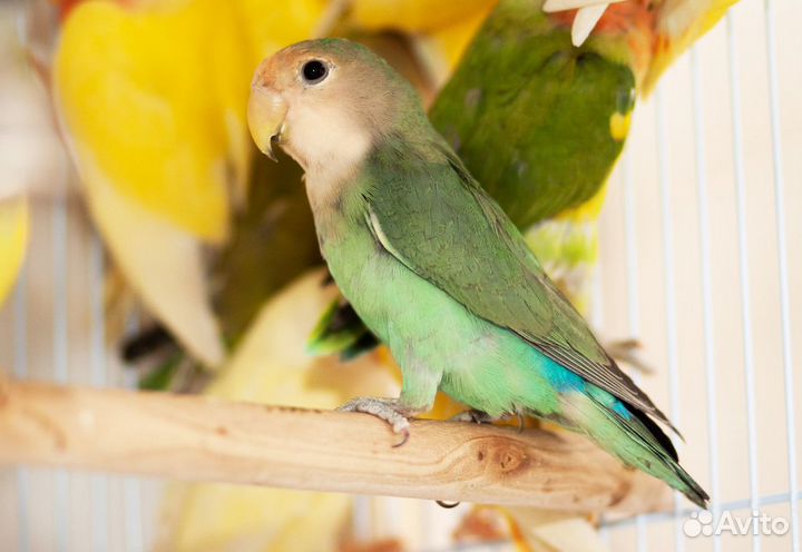 Неразлучники птенчики