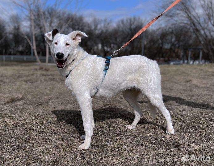 Очаровательный пёс ищет семью