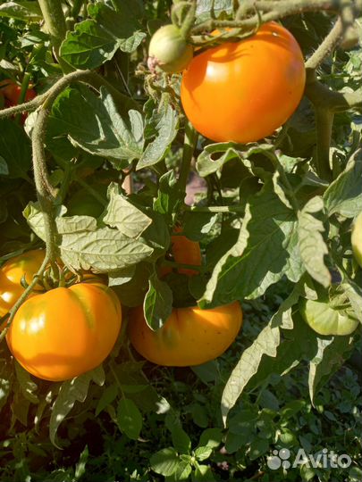 Помидоры
