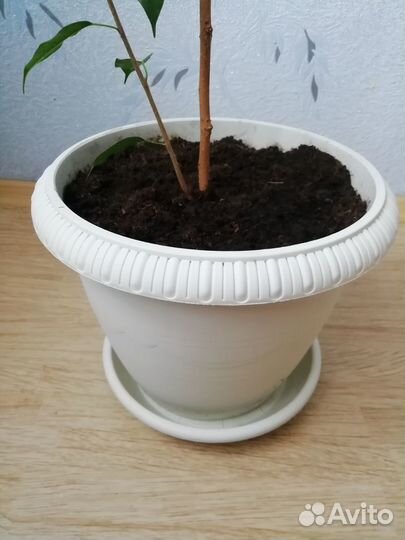 Комнатный цветок Фикус