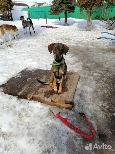 Молоденькая собака