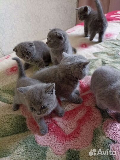 Британские котята