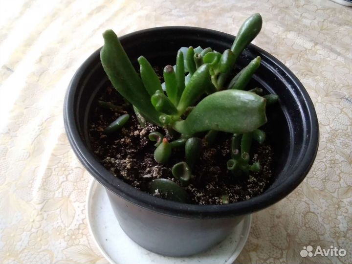 Филодендрон, Красула, Алоэ, хлорофитум, Традесканц