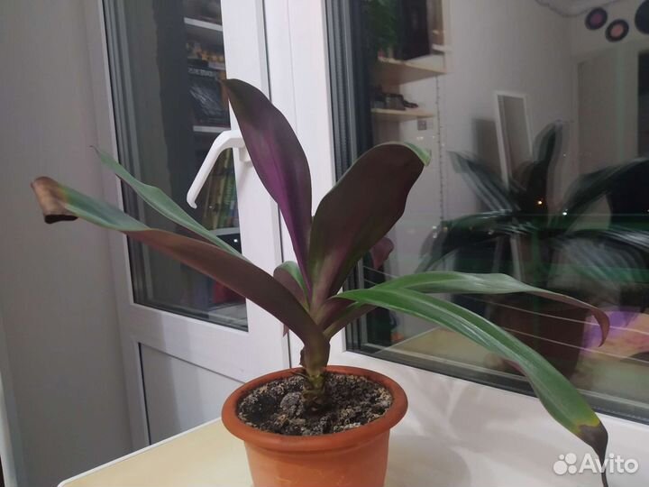 Традесканция рео