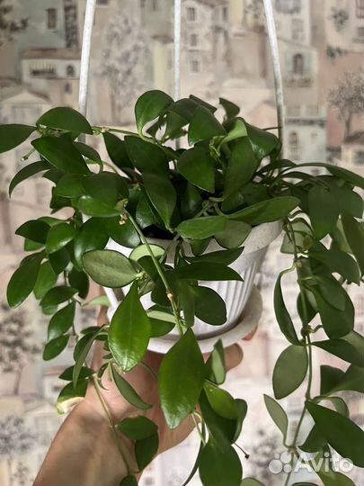 Хойи взрослые