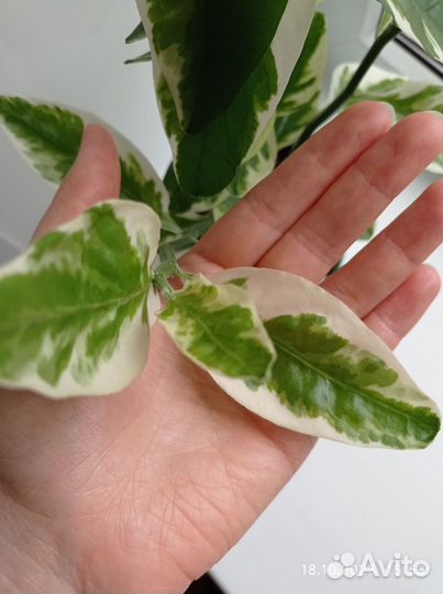 Педилантус вариегатный