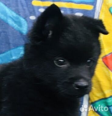 Шипперке, милые щенята