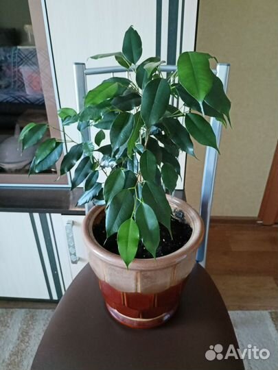 Фикус бенджамина